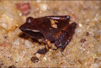 : Philautus cuspis