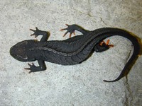 : Tylototriton asperrimus; Black Knobby Newt