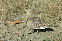 : Pterocles bicinctus; Double-banded Sandgrouse