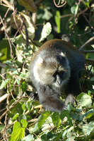 : Cercopithecus mitis; Sykes Monkey