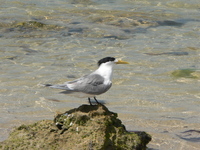 : Sterna bergii; Crested Tern