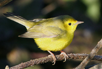 : Wilsonia citrina; Hooded Warbler (female)