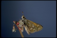 : Hesperia comma tildeni; Tilden's Skipper
