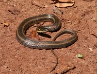 : Helicops infrataniatus