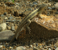 : Microlophus occipitalis