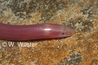 : Typhlosaurus vermis; Boulenger's Blind Legless Skink