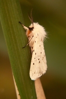 : Spilosoma lubricipeda