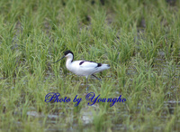 뒷부리장다리물떼새(Avocet)