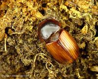 Agrilinus rufus