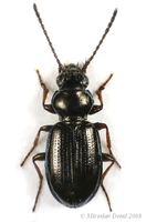 Metallina lampros