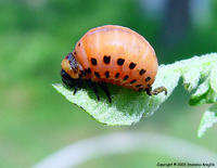 Leptinotarsa decemlineata - Colorado Potato Beetle