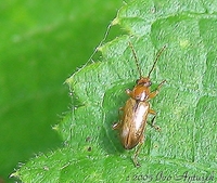 Orsodacne cerasi