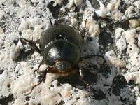 Pentodon bidens punctatus