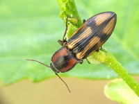 Selatosomus cruciatus
