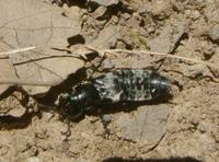 Creophilus maxillosus - Hairy Rove Beetle