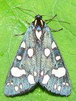 Callimorpha dominula - Scarlet Tiger