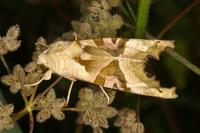 Phlogophora meticulosa - Angle Shades