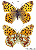 Issoria lathonia - Queen of Spain Fritillary