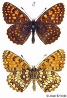 Melitaea diamina - False Heath Fritillary