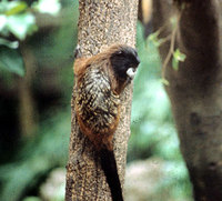 Saddleback tamarin (Saguinus fuscicollis)