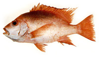 Lutjanus timorensis, Timor snapper: fisheries