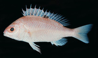Parascolopsis aspinosa, Smooth dwarf monocle bream: fisheries