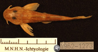 Chiloglanis benuensis, :