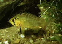 Apistogramma borellii, Umbrella cichlid: aquarium