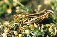 Stenobothrus stigmaticus