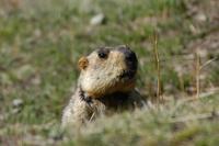 Image of: Marmota himalayana (Himalayan marmot)