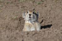 Image of: Ochotona curzoniae (black-lipped pika)