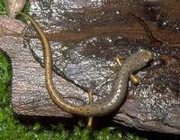 Image of: Hemidactylium scutatum (four-toed salamander)