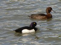 Aythya fuligula - Tufted Duck