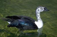 Sarkidiornis melanotos - Comb Duck