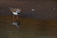 Charadrius tricollaris - Three-banded Plover