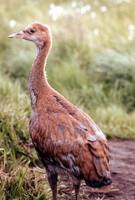 Grus canadensis - Mississippi Sandhill Crane