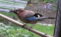 Garrulus glandarius - Jay