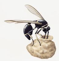 Image of: Eumenes fraternus (potter wasp)