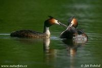 Podiceps cristatus - Great Crested Grebe