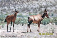 Alcelaphus buselaphus caama - Cape hartebeest