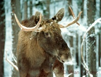 Alces alces - Elk