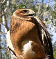 Image of: Circus cyaneus (northern harrier;hen harrier)