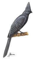 Image of: Corythaixoides concolor (grey go-away bird)