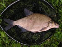 Abramis brama - Aral Bream