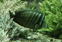 Zebrasoma desjardinii - Desjardin's Sailfin Tang