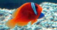 Amphiprion frenatus - Blackback Anemonefish