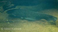 Silurus glanis