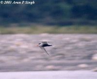 Black-bellied Tern - Sterna acuticauda