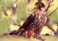 Eurasian Hobby - Falco subbuteo