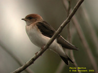 Fairy Martin - Hirundo ariel